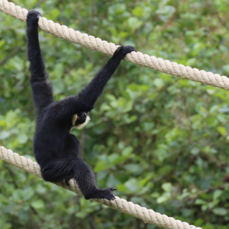 Northern Yellow-cheeked Gibbon male