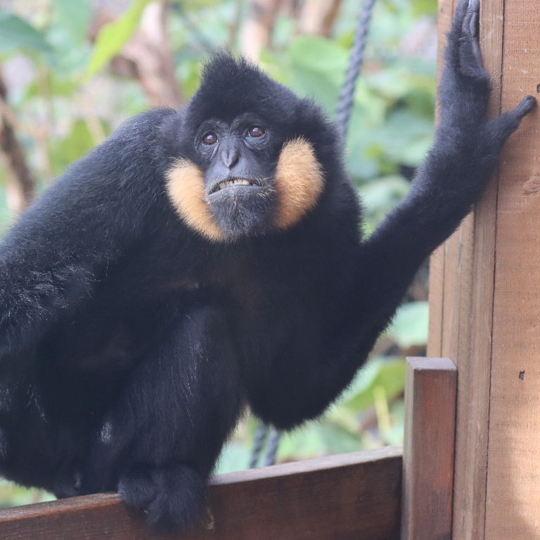 Northern Yellow-cheeked Gibbon male