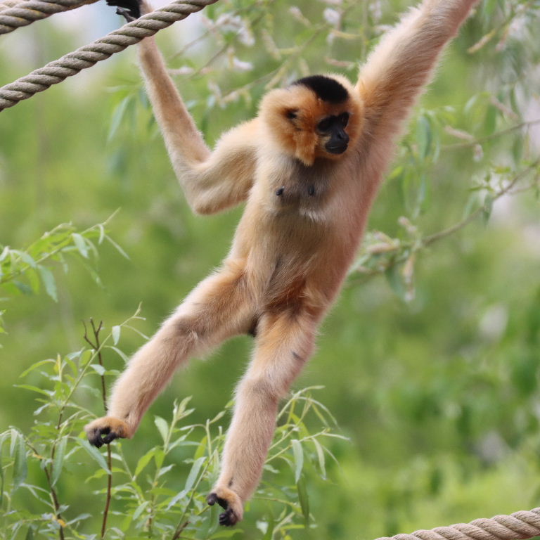 Northern Yellow-cheeked Gibbon female