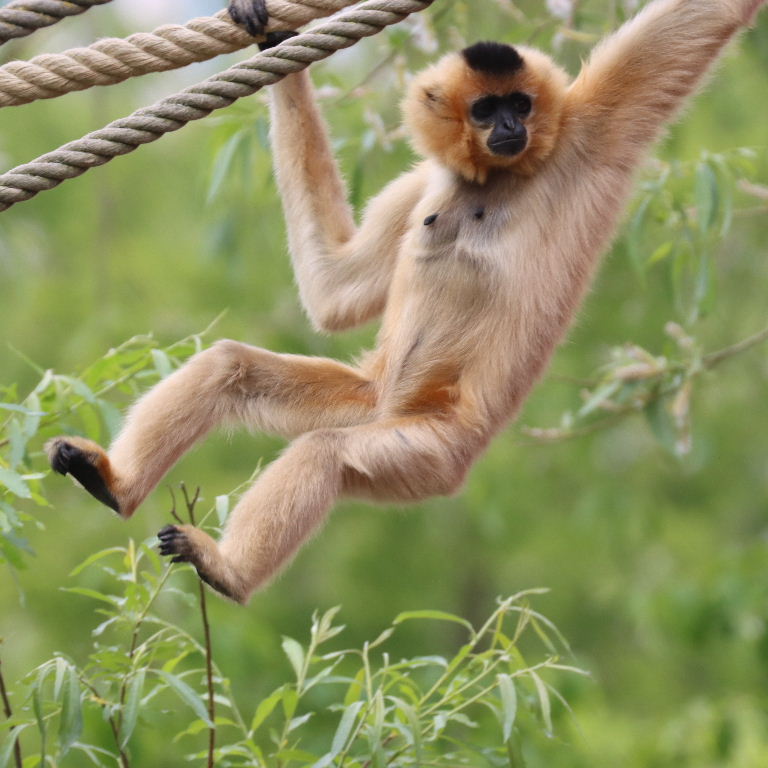 Northern Yellow-cheeked Gibbon female