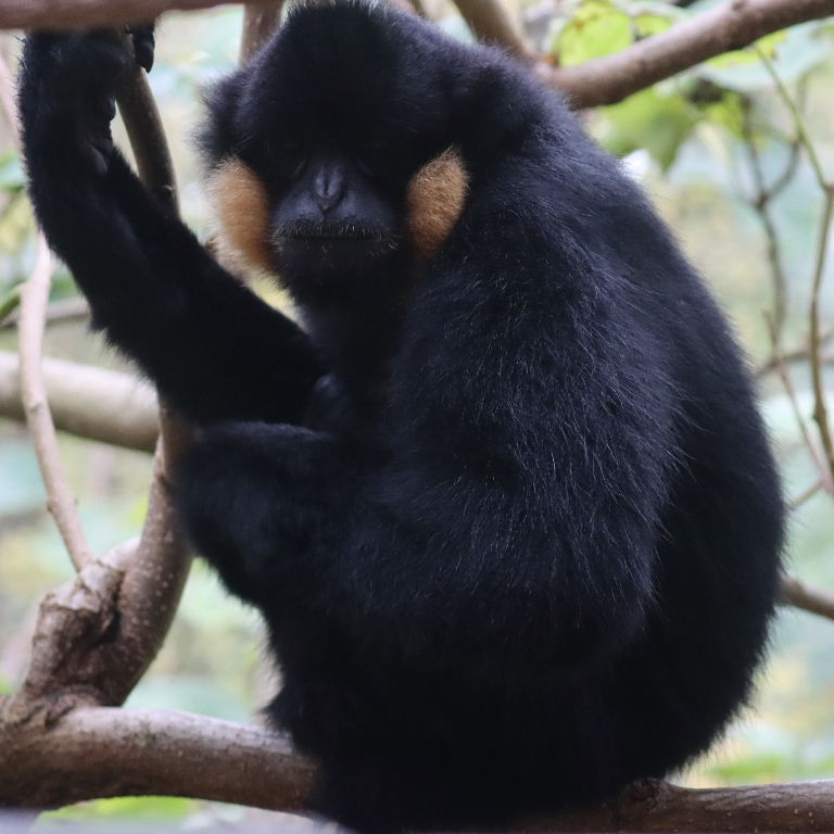 Northern Yellow-cheeked Gibbon male