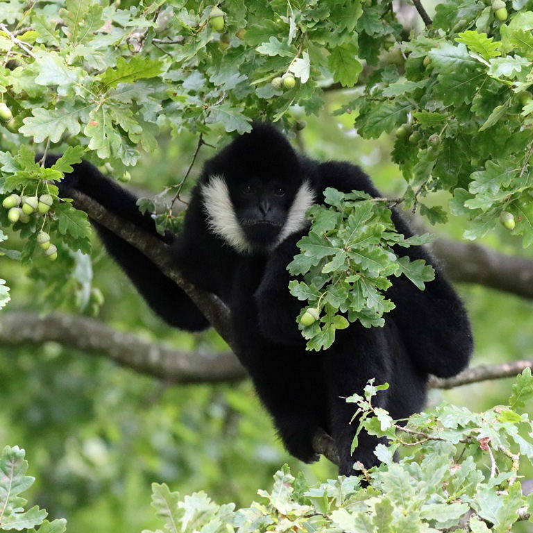 White-cheeked Gibbon