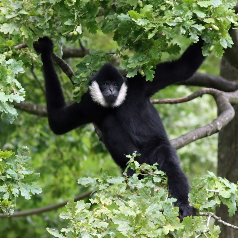 White-cheeked Gibbon male