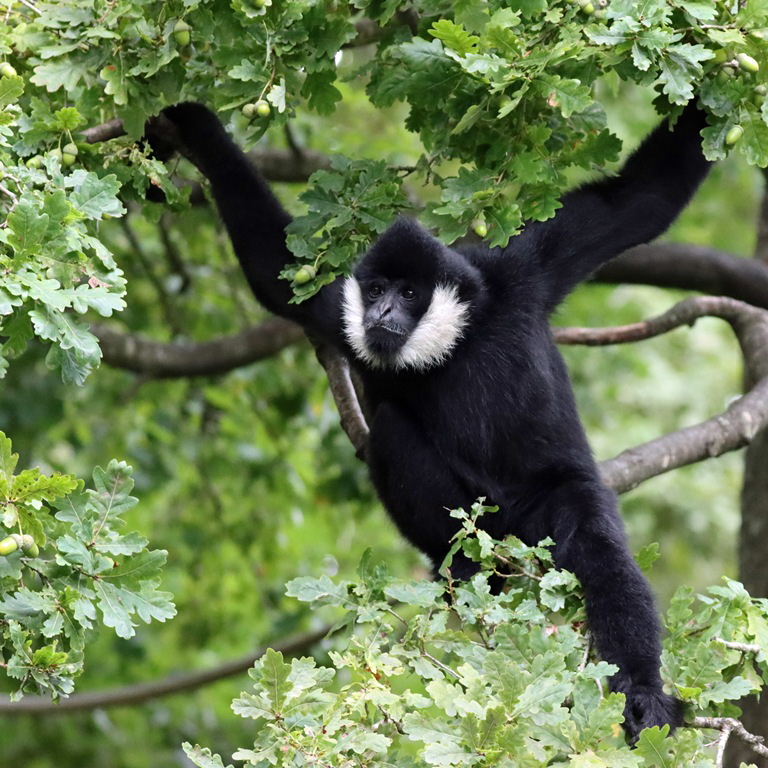 White-cheeked Gibbon