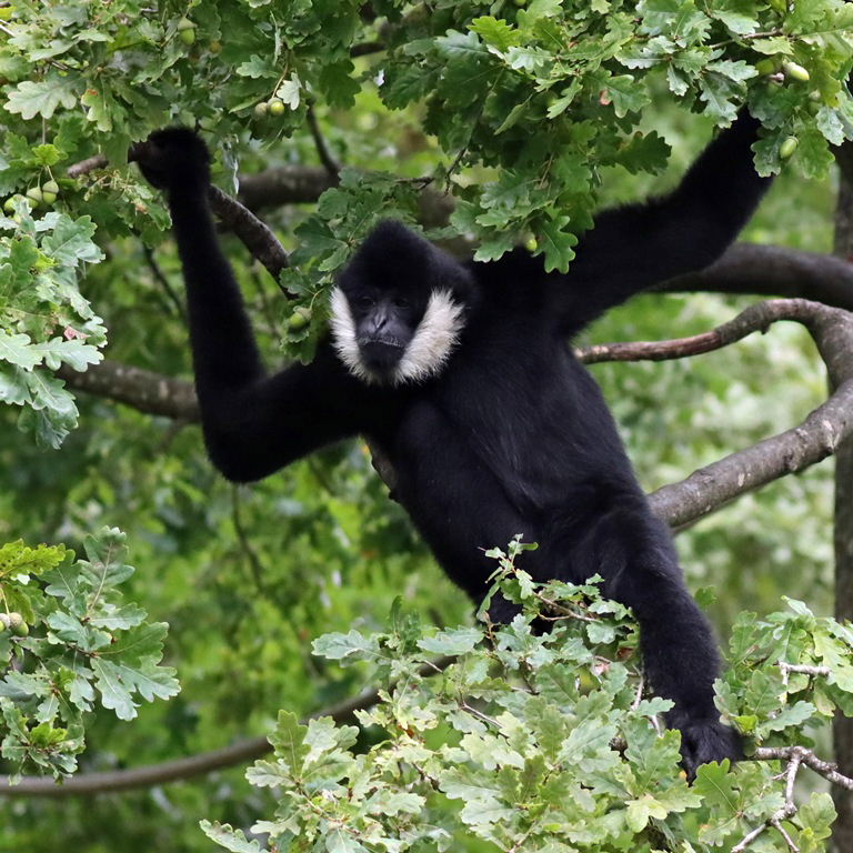 White-cheeked Gibbon