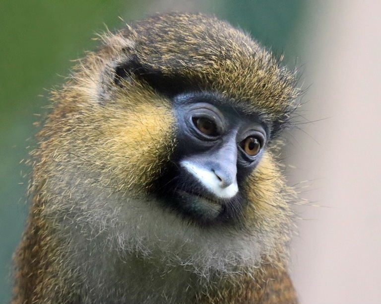 Moustached Monkey