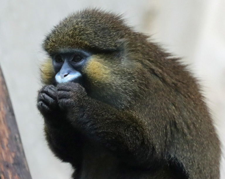 Moustached Monkey