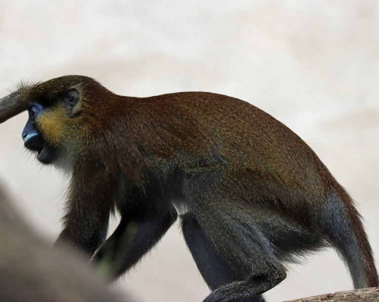 Moustached Monkey