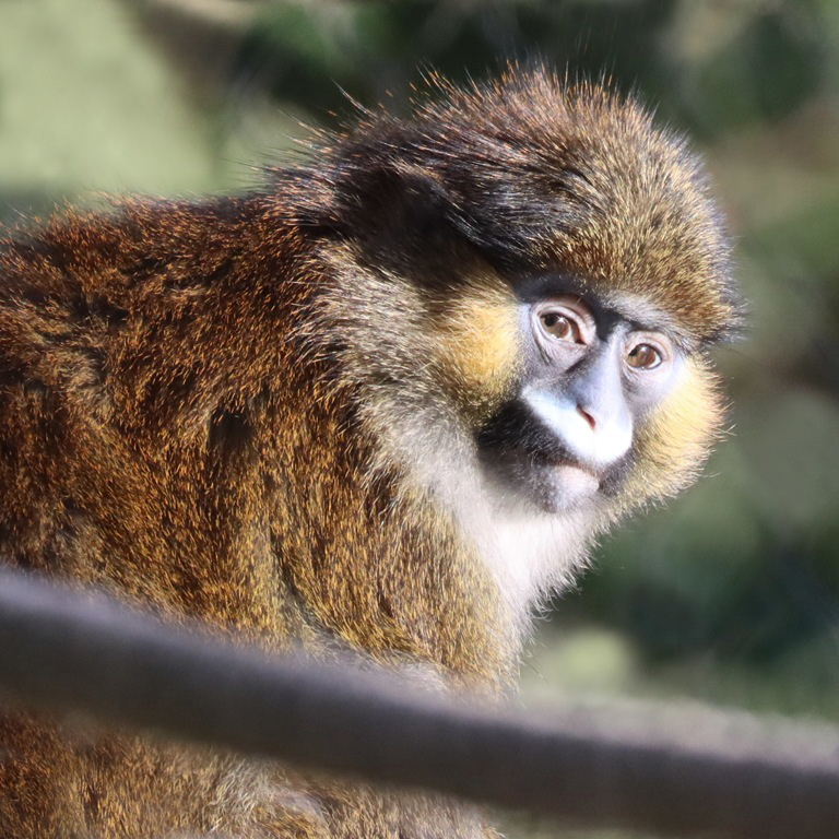 Moustached Monkey