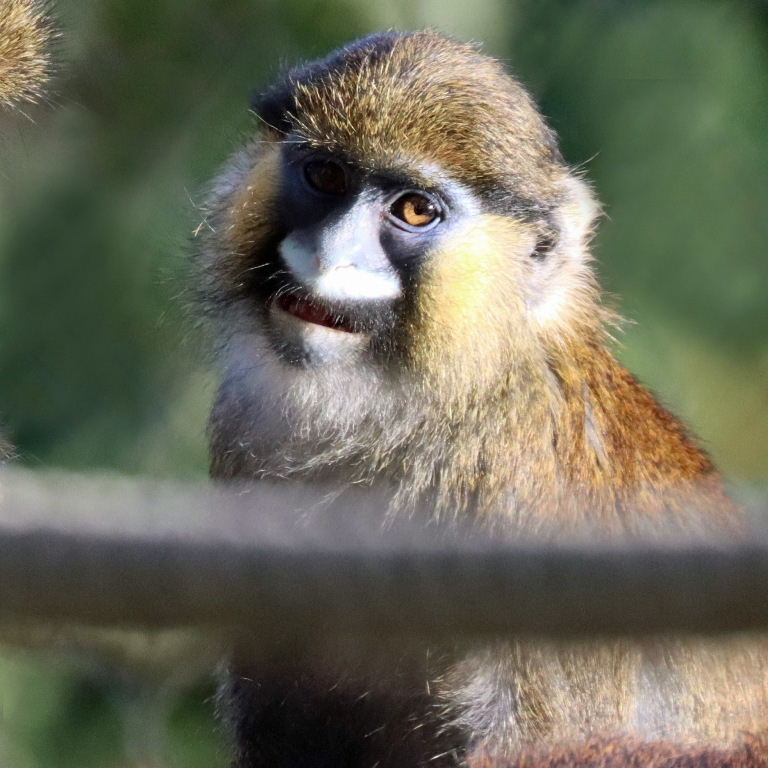 Moustached Monkey