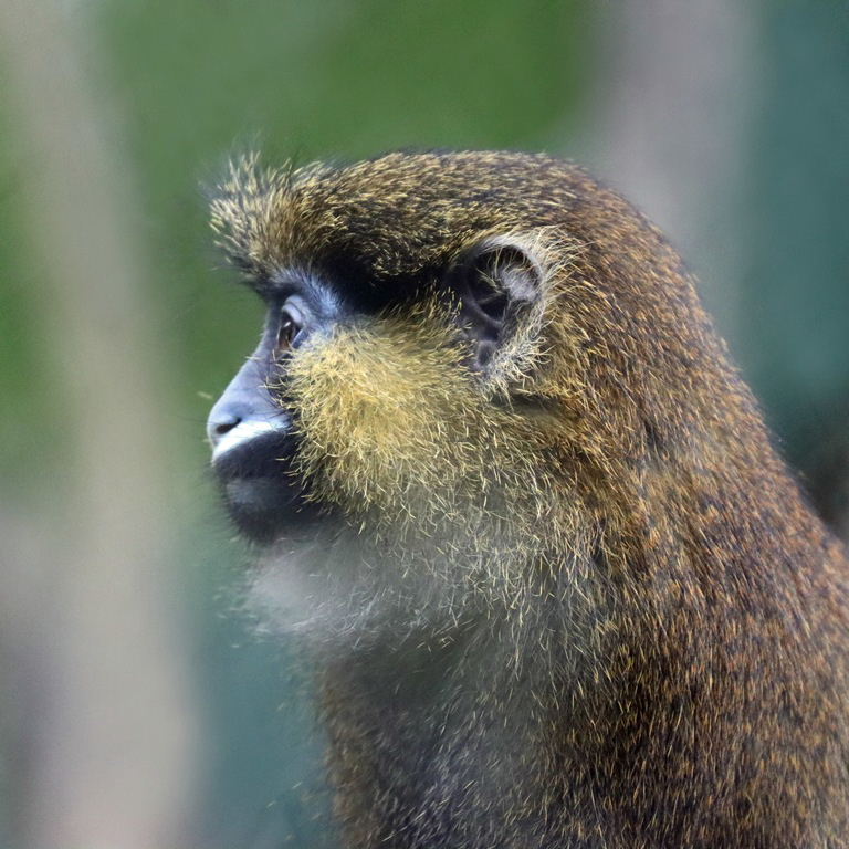 Moustached Monkey