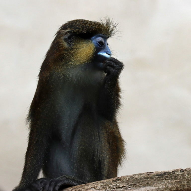 Moustached Monkey