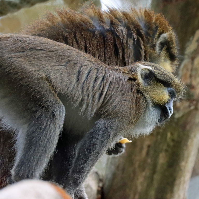 Moustached Monkey