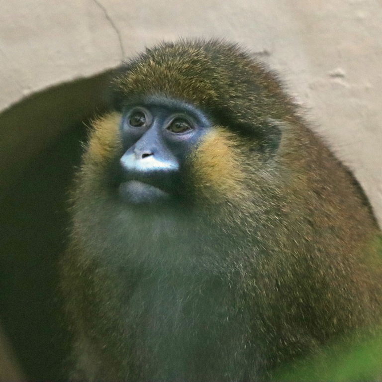 Moustached Monkey