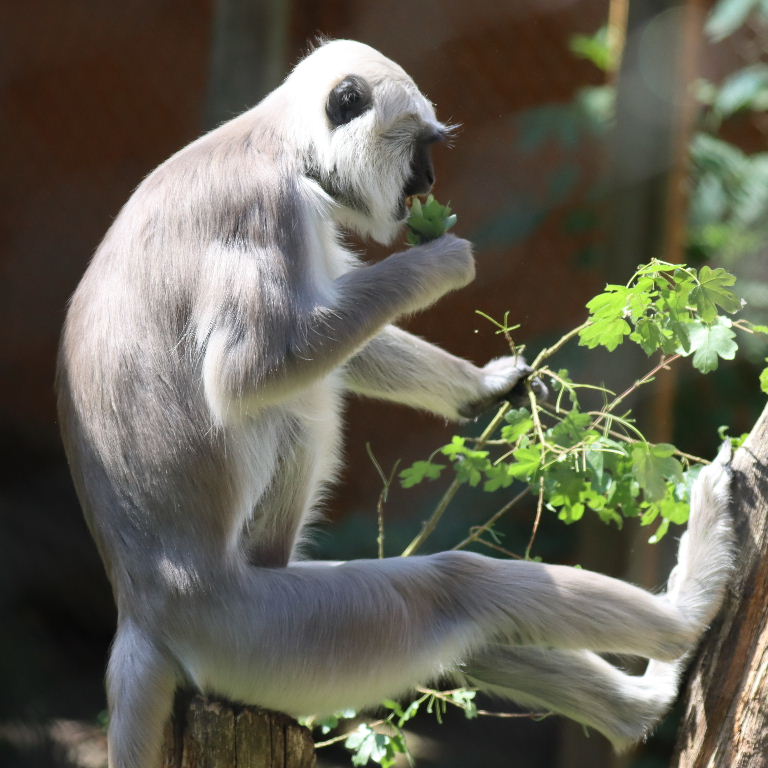 Hanuman's Langur