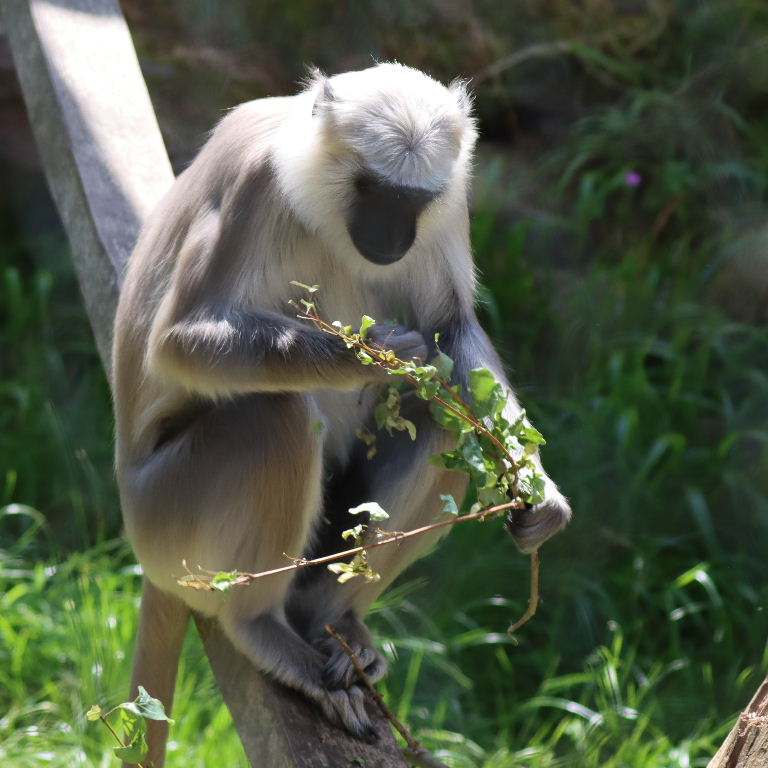 Hanuman's Langur