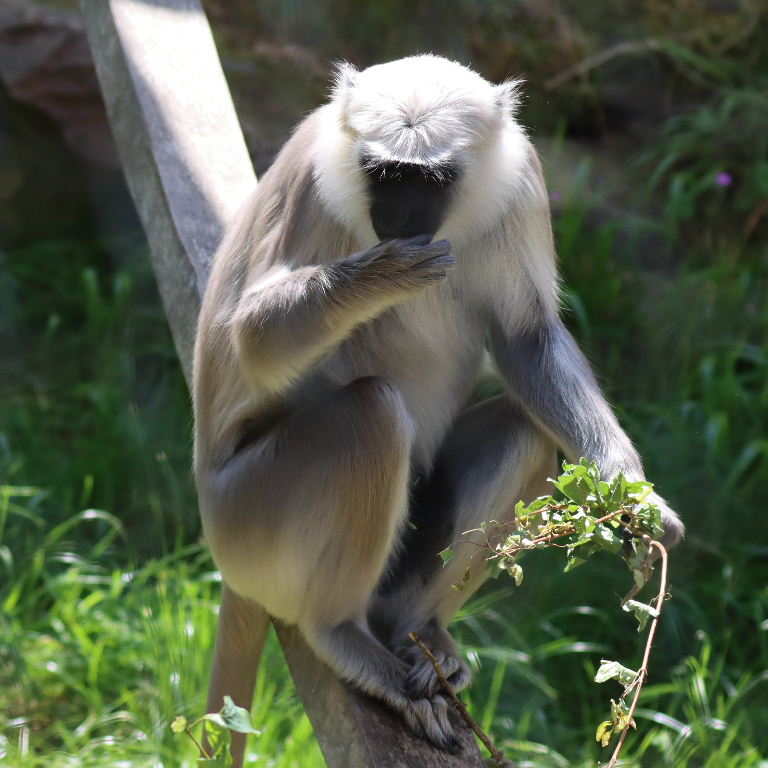Hanuman's Langur