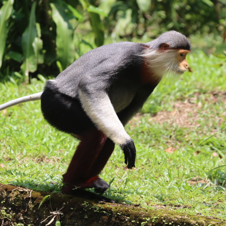Red-shanked Douc Langur