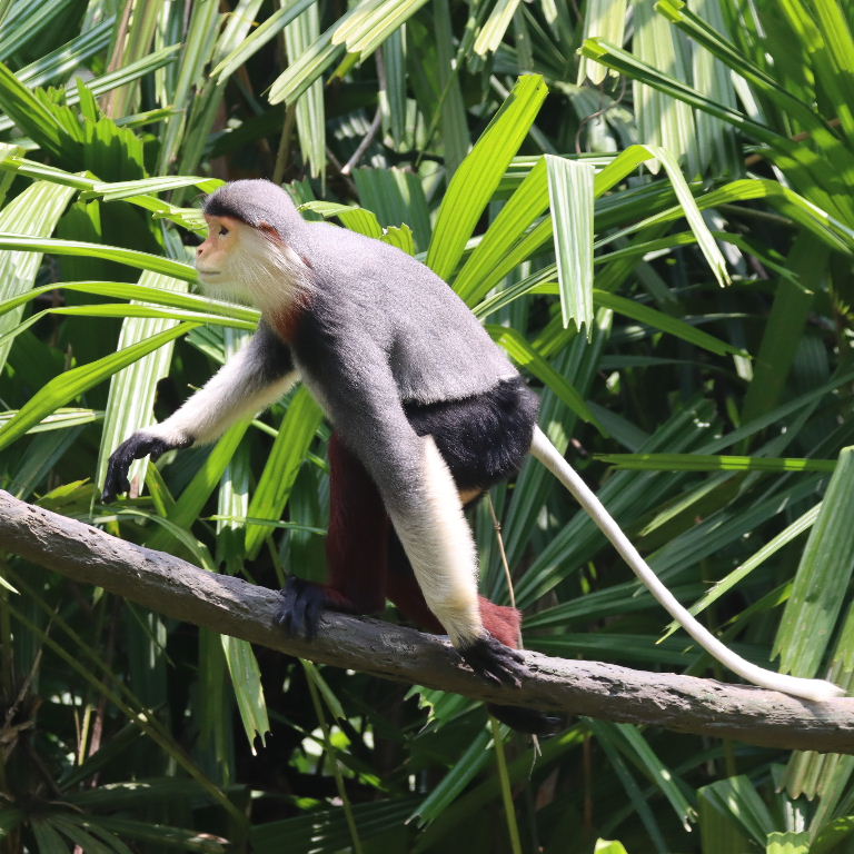 Red-shanked Douc Langur