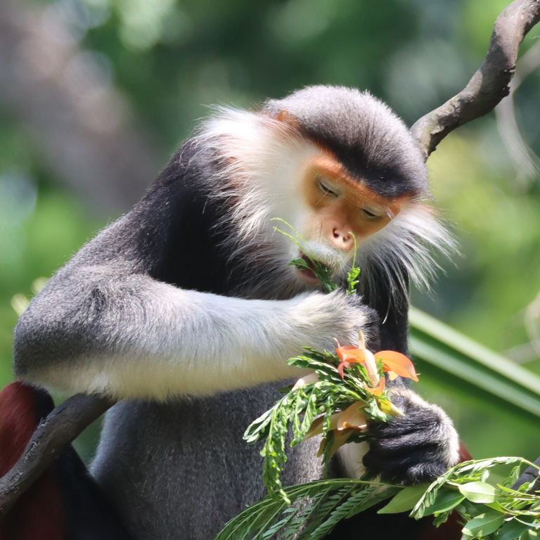 Red-shanked Douc Langur