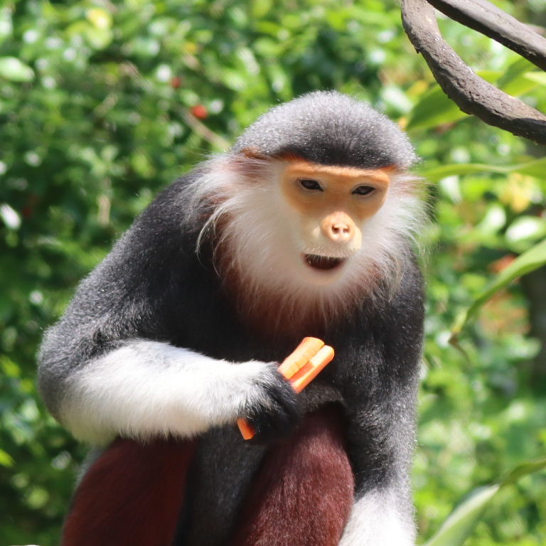 Red-shanked Douc Langur