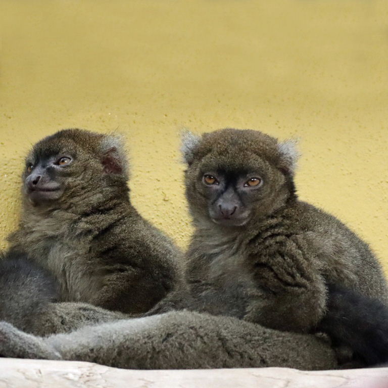 Greater Bamboo Lemur
