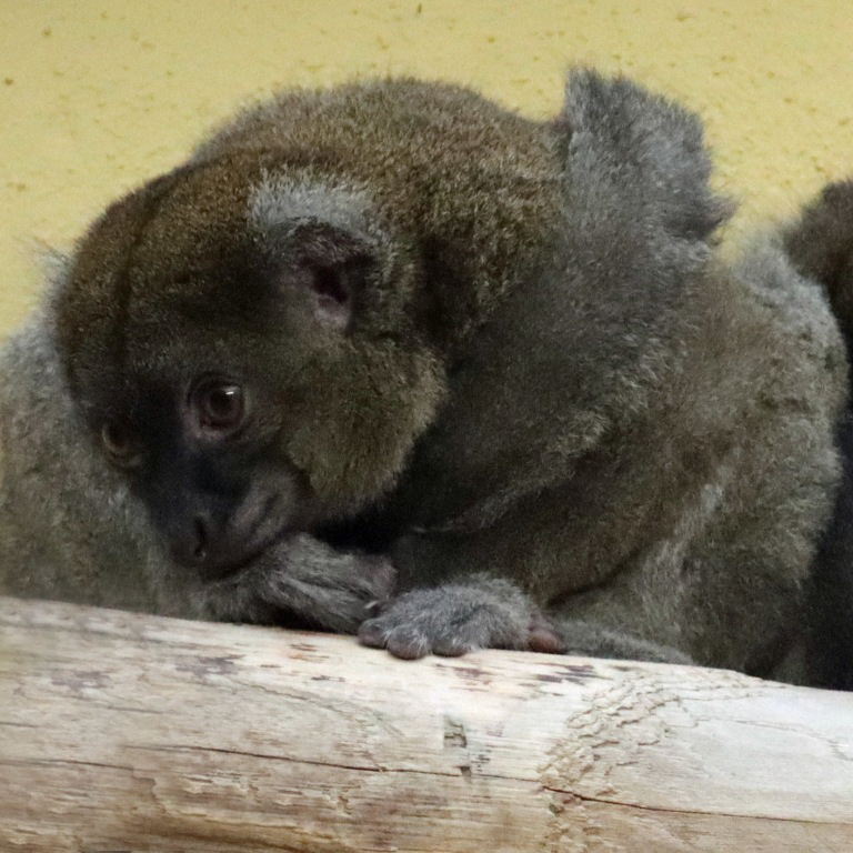 Greater Bamboo Lemur