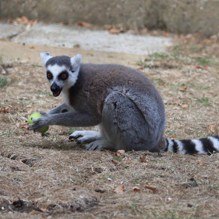 Ring-tailed Lemurs