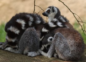 Ringtail Lemur athletics