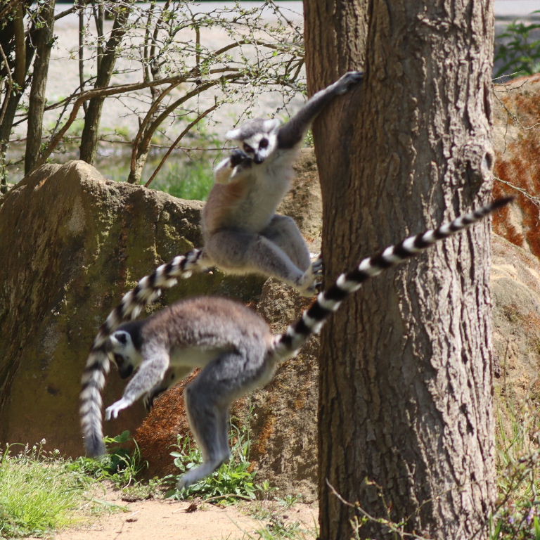 Ring-tailed Lemur high jump