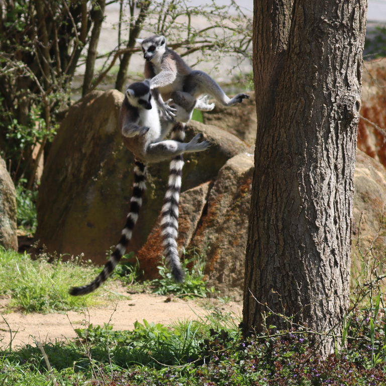 Ring-tailed Lemur high jump