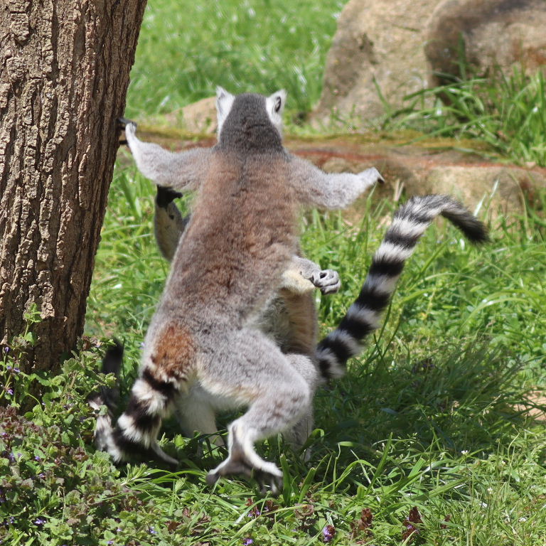 Ring-tailed Lemurs kickboxing