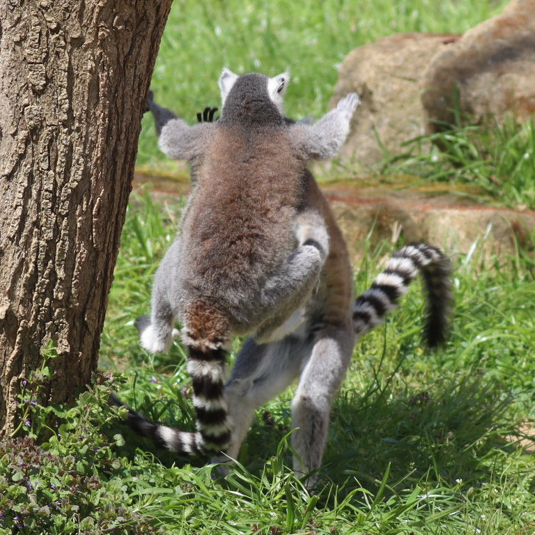 Ring-tailed Lemurs kickboxing