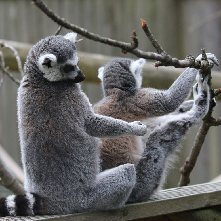 Ring-tailed Lemurs rowing