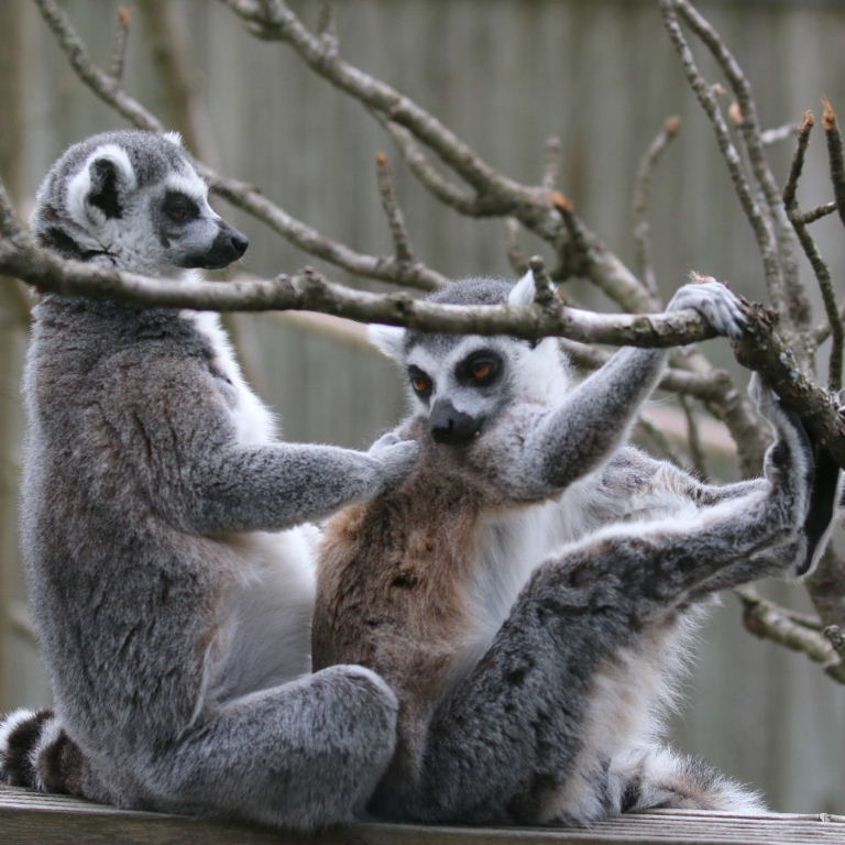 Ring-tailed Lemur rowing