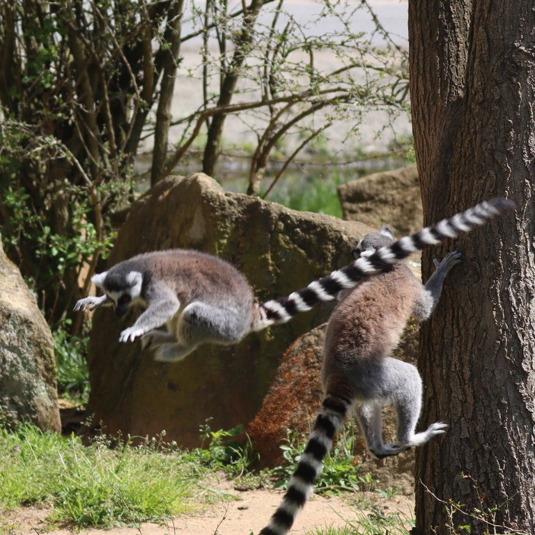 Ring-tailed Lemur long jump