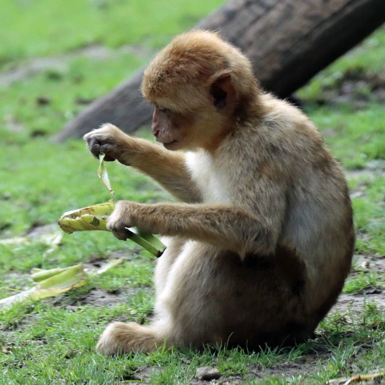 Barbary Macaque