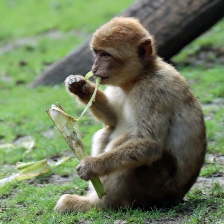 Barbary Macaque
