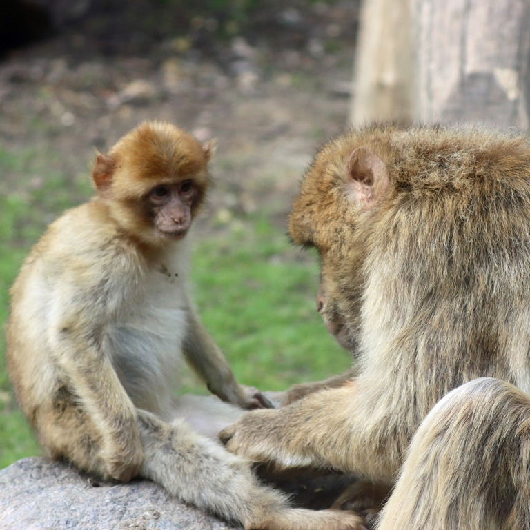 Barbary Macaque with baby