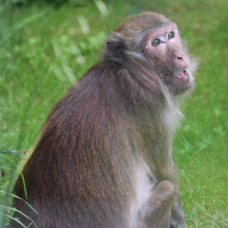 Crabeating Macaque