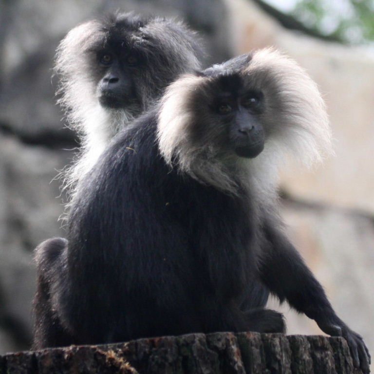 Lion-tailed Macaque