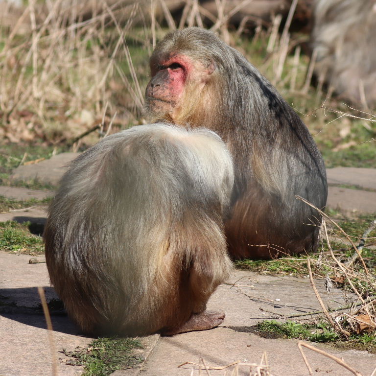 Stump-tailed Macaque