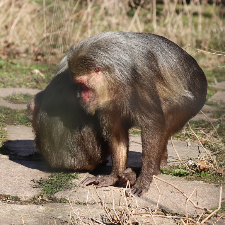 Stump-tailed Macaque