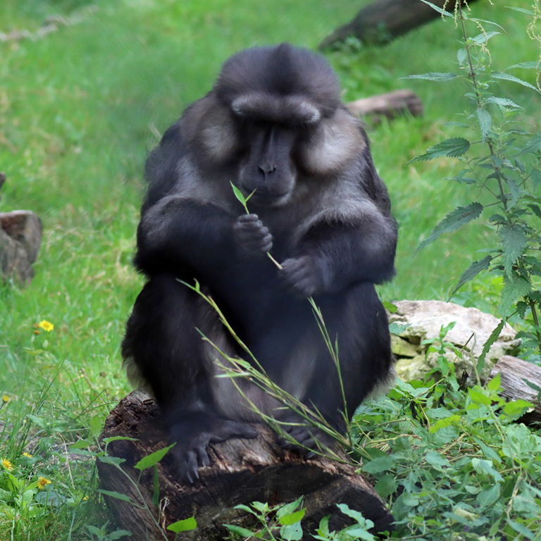 Tonkean Macaque