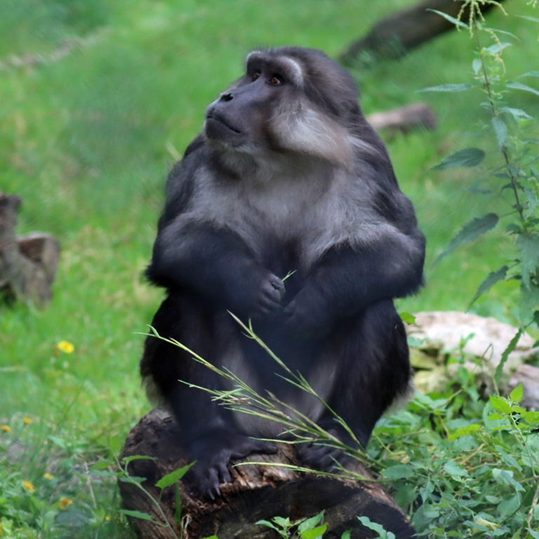 Tonkean Macaque