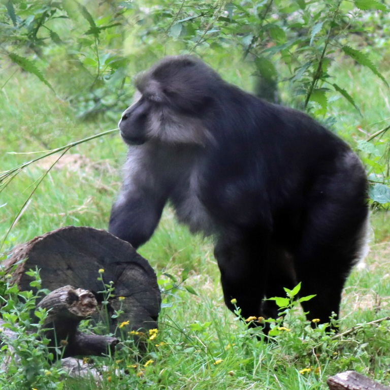 Tonkean Macaque