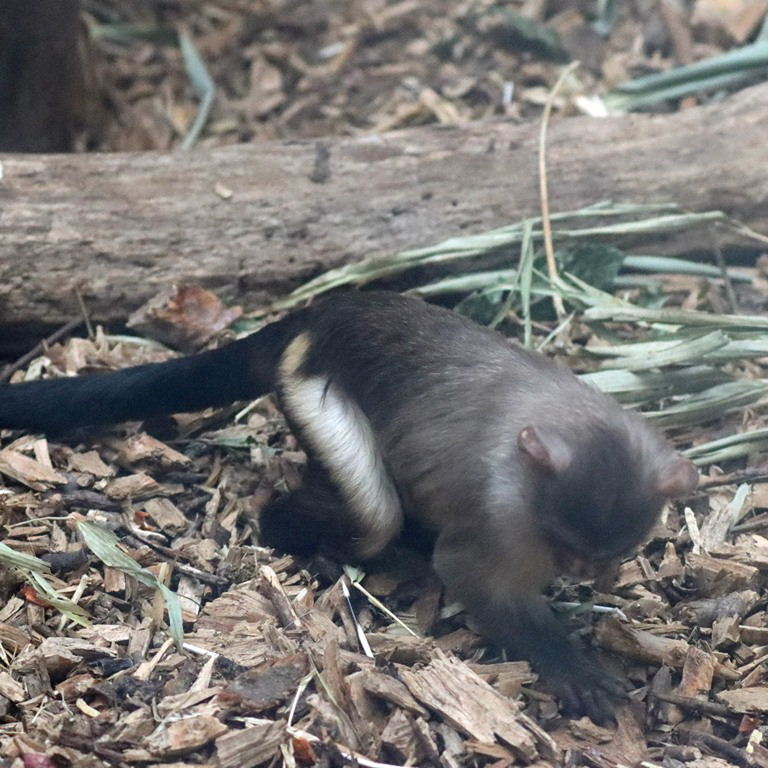 Black-tailed Marmoset