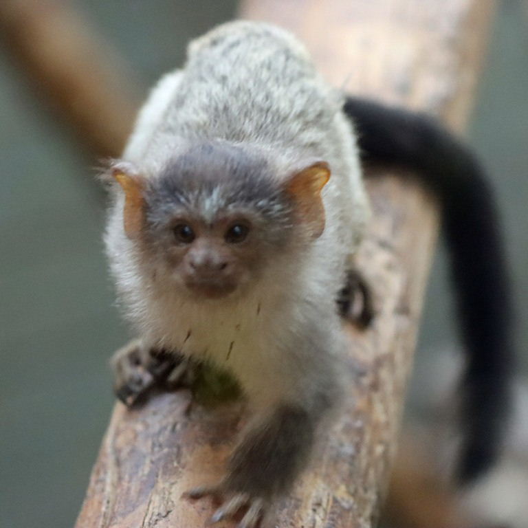 Black-tailed Marmoset