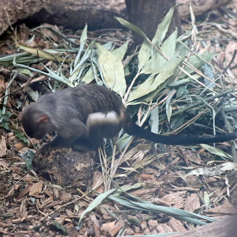 Black-tailed Marmoset