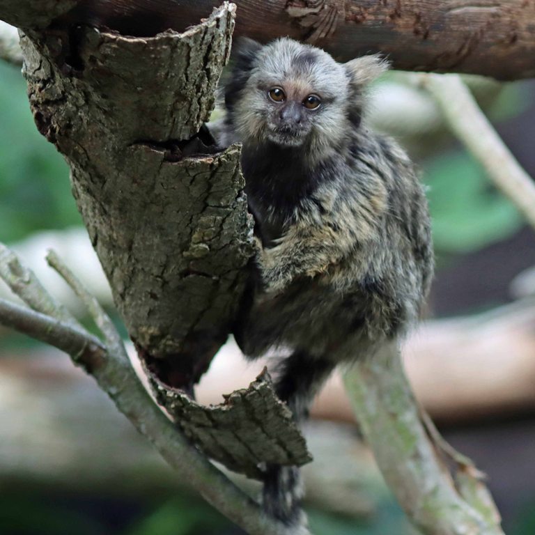 baby Common Marmoset
